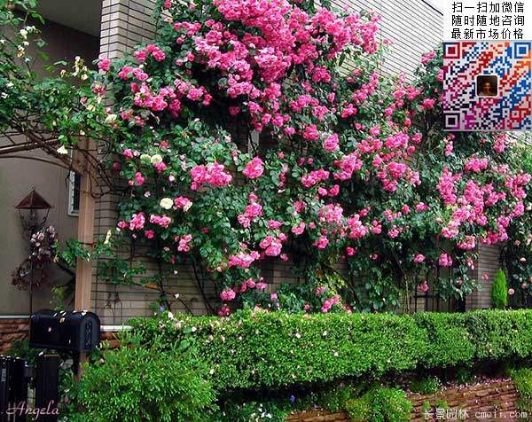 藤本月季 藤本月季