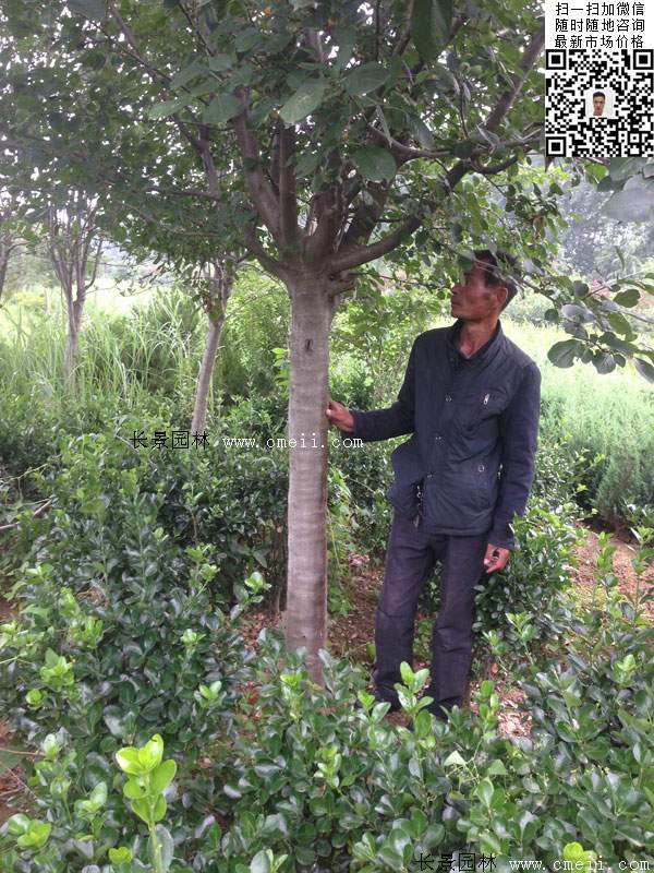 西府海棠 西府海棠