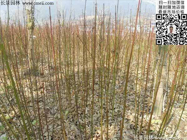 青楓樹(shù)價(jià)格