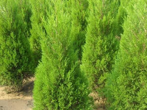 150公分左右，冠幅40-50公分的刺柏