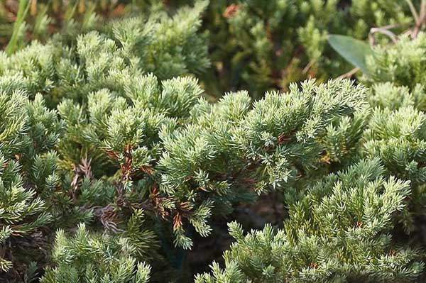 沙地柏和鋪地柏的區(qū)別?