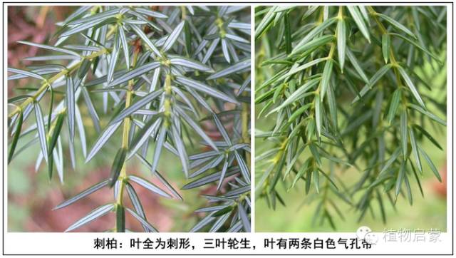 圓柏、刺柏、側柏、柏木以及龍柏的簡易識別法