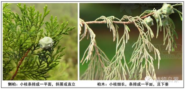 圓柏、刺柏、側柏、柏木以及龍柏的簡易識別法