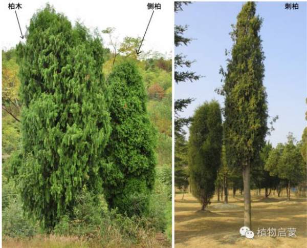 圓柏、刺柏、側柏、柏木以及龍柏的簡易識別法