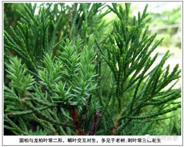 圓柏、刺柏、側柏、柏木以及龍柏的簡易識別法