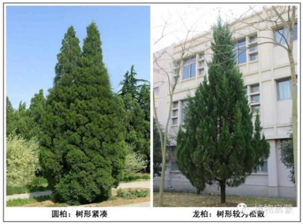 圓柏、刺柏、側柏、柏木以及龍柏的簡易識別法