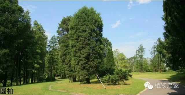 圓柏、刺柏、側柏、柏木以及龍柏的簡易識別法