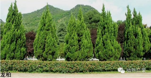 圓柏、刺柏、側柏、柏木以及龍柏的簡易識別法