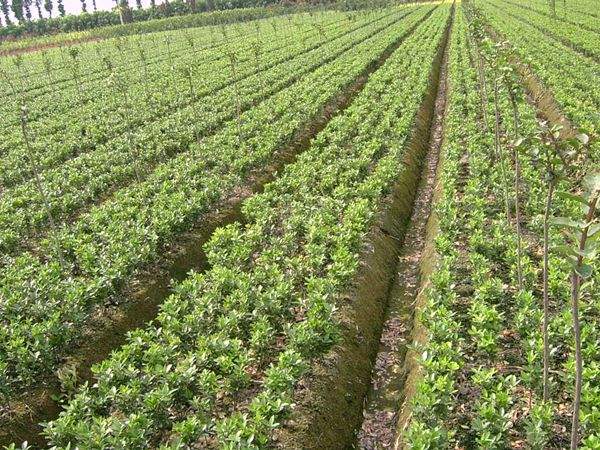 扶芳藤小苗 扶芳藤小苗