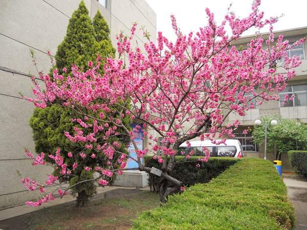 紅葉碧桃在園林綠化中都有哪些用途？