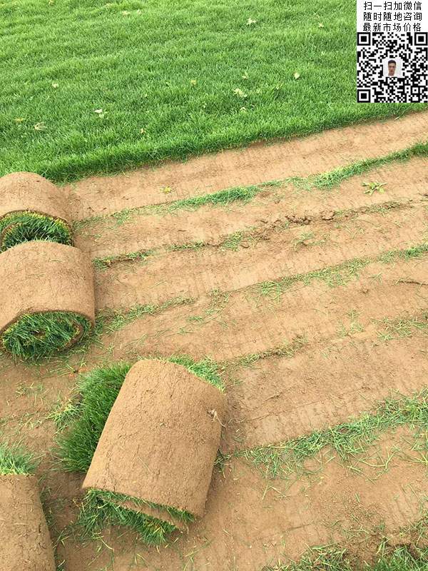 高羊茅草坪 高羊茅草坪