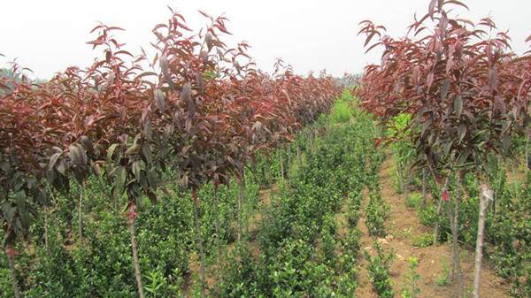 嫁接紫葉桃--長(zhǎng)景園林 嫁接紫葉桃--長(zhǎng)景園林