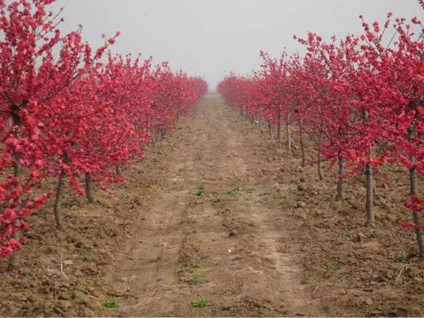 紅葉碧桃-長(zhǎng)景園林 紅葉碧桃-長(zhǎng)景園林