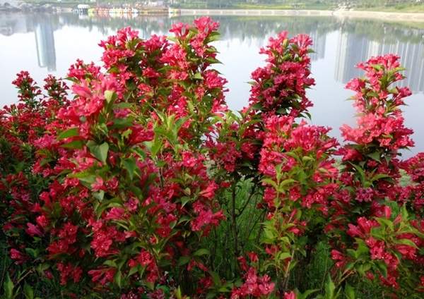 河邊的錦帶花 河邊的錦帶花