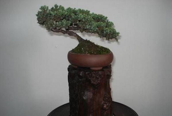 珍珠地柏 珍珠地柏