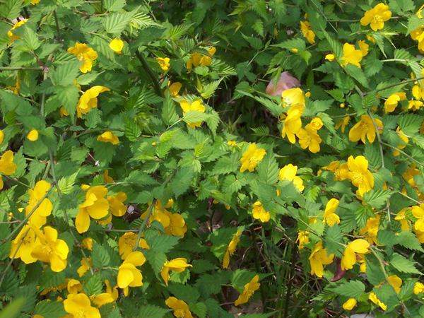 金棣棠梅 金棣棠梅