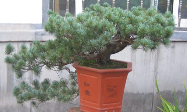 五針?biāo)稍煨?/> </p><p>
	五針?biāo)芍仓贻^矮，生長緩慢，葉短枝密，姿態(tài)高雅，樹形優(yōu)美，是制作盆景的上乘樹種，制作出的五針?biāo)傻脑煨颓ё税賾B(tài)，觀賞性非常好。</p>
      </div>



      
    </article>
  </main>

</div>
<footer id=