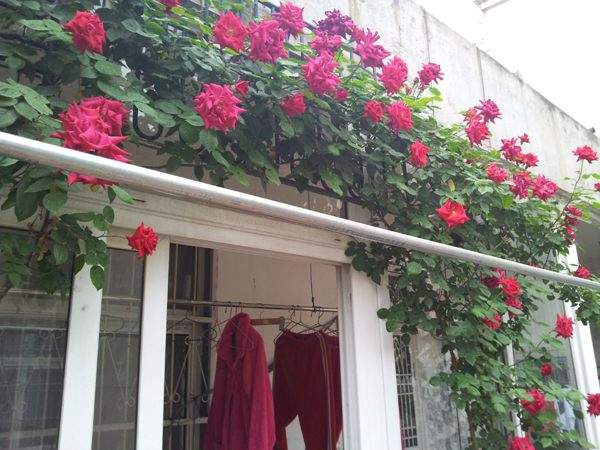 ‘御用馬車’(Etoile de Hollande,Climbing) ‘御用馬車’(Etoile de Hollande,Climbing)