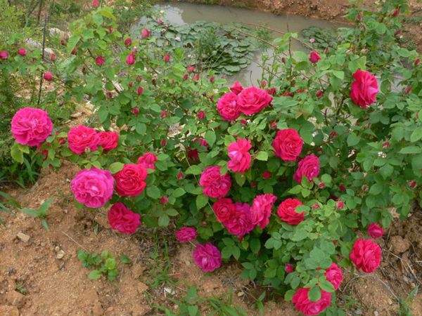 ‘洋玫瑰’ ‘洋玫瑰’