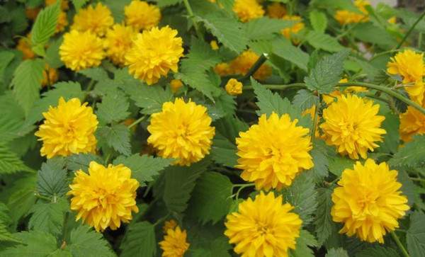 金棣棠梅 金棣棠梅