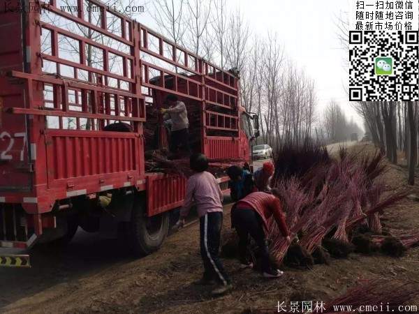 紅瑞木基地--長景園林 紅瑞木基地--長景園林