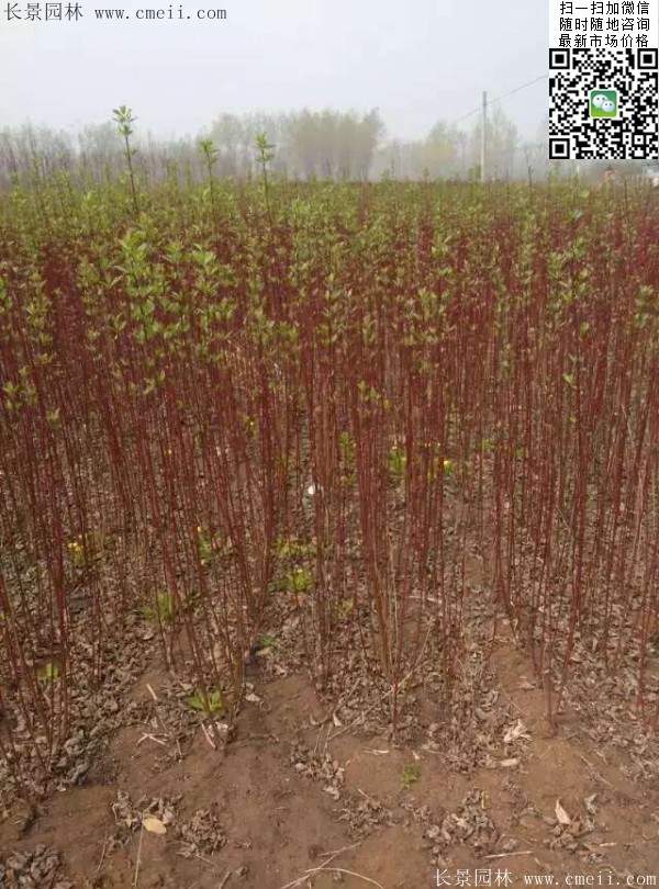 紅瑞木基地--長景園林 紅瑞木基地--長景園林