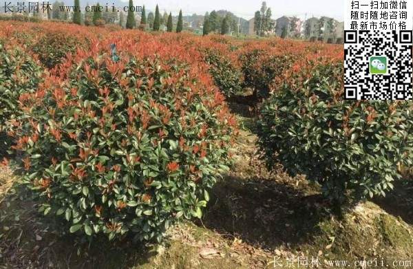 紅葉石楠球--長景園林 紅葉石楠球--長景園林