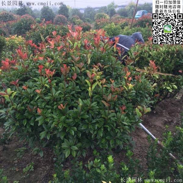 紅葉石楠球--長景園林 紅葉石楠球--長景園林