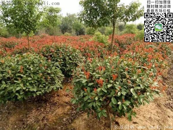 紅葉石楠球--長景園林 紅葉石楠球--長景園林