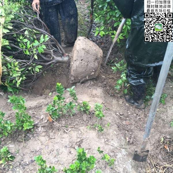 紅葉石楠球--長景園林 紅葉石楠球--長景園林