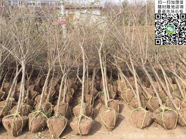 2米高的金銀木多少錢一棵 2米高的金銀木多少錢一棵