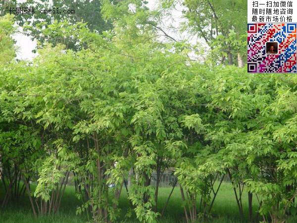 2米高的金銀木多少錢一棵 2米高的金銀木多少錢一棵