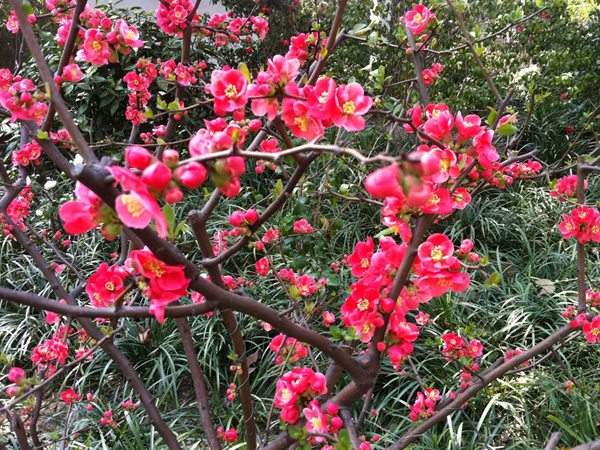 想要貼梗海棠花開得好，修剪養護很重要