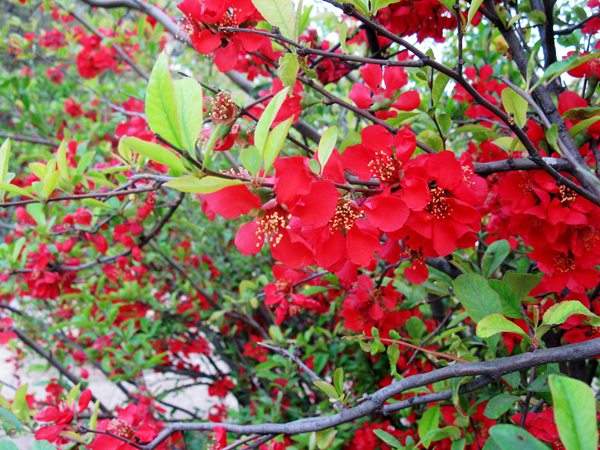 想要貼梗海棠花開得好，修剪養護很重要