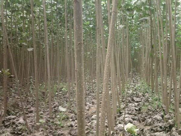 速生楊樹苗