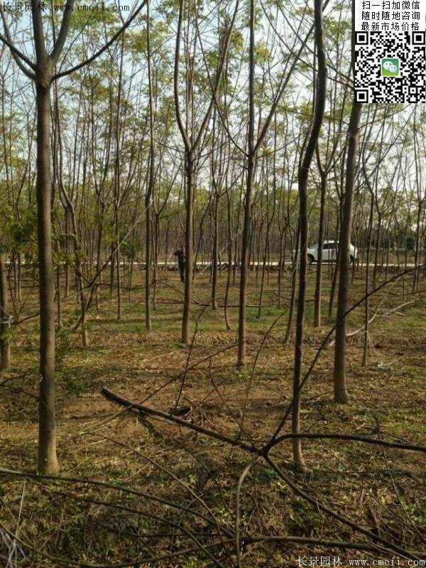 苦楝苗，苦楝樹(shù)