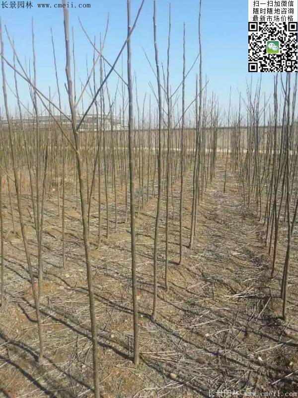 苦楝苗，苦楝樹(shù)