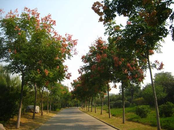 欒樹綠化 欒樹綠化