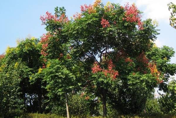 精品欒樹 精品欒樹