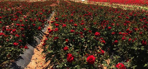 玫瑰花苗 玫瑰花苗