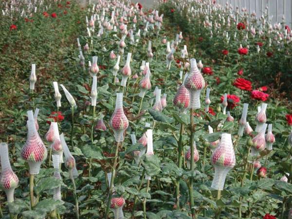 精品玫瑰 精品玫瑰