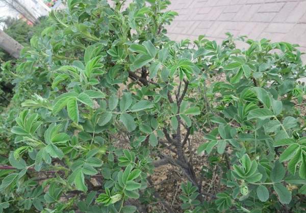 精品玫瑰 精品玫瑰