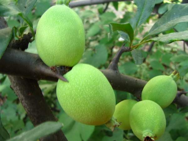 木瓜樹綠化、經濟價值