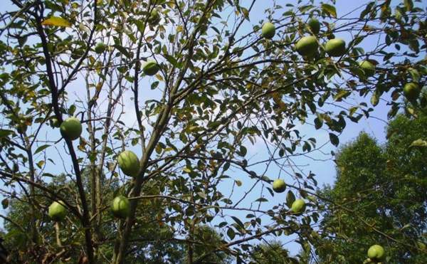 木瓜樹綠化、經濟價值