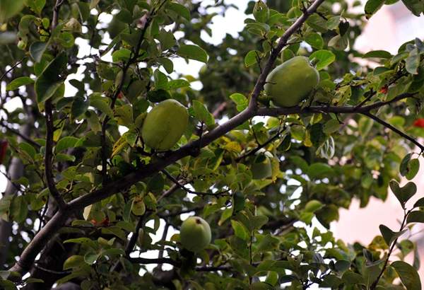 木瓜樹(shù) 木瓜樹(shù)