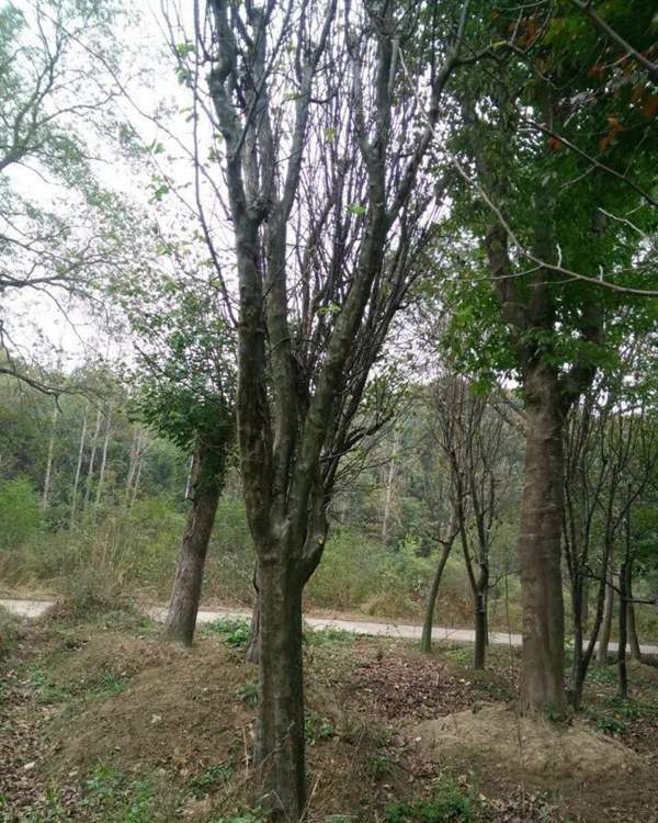 木瓜樹(shù) 木瓜樹(shù)