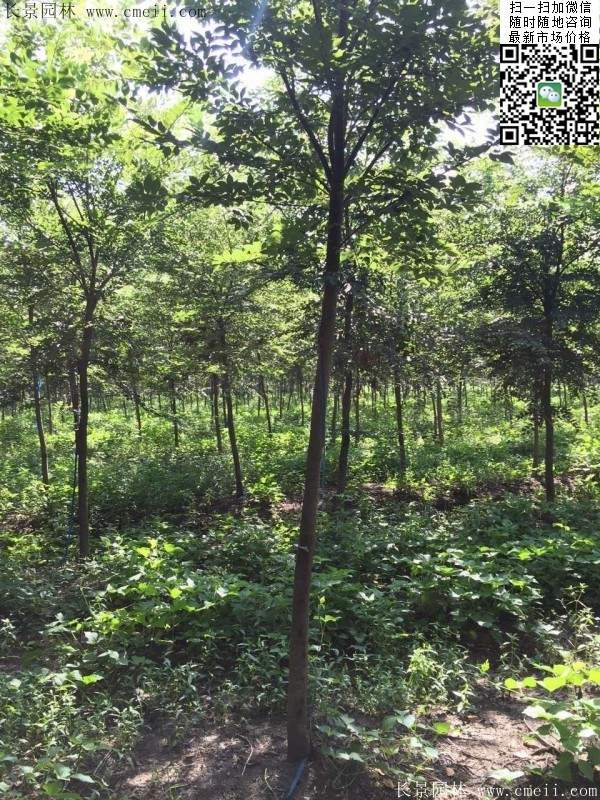 櫸樹哪里便宜？麻煩推薦一家大型，有誠信的單位！