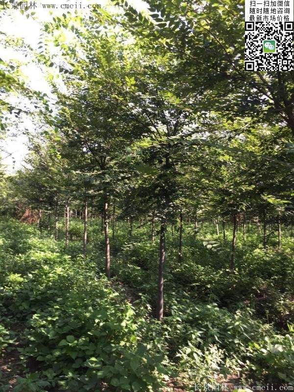 櫸樹哪里便宜？麻煩推薦一家大型，有誠信的單位！