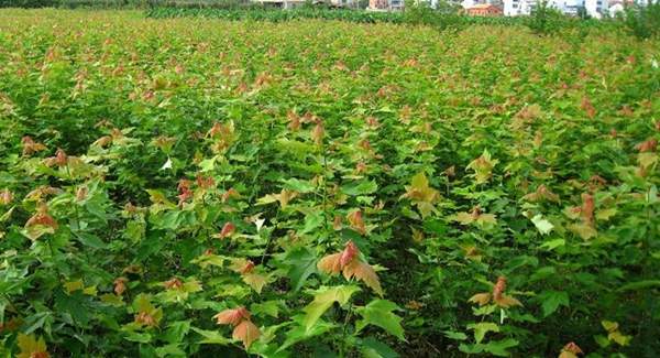 青楓樹(shù)價(jià)格