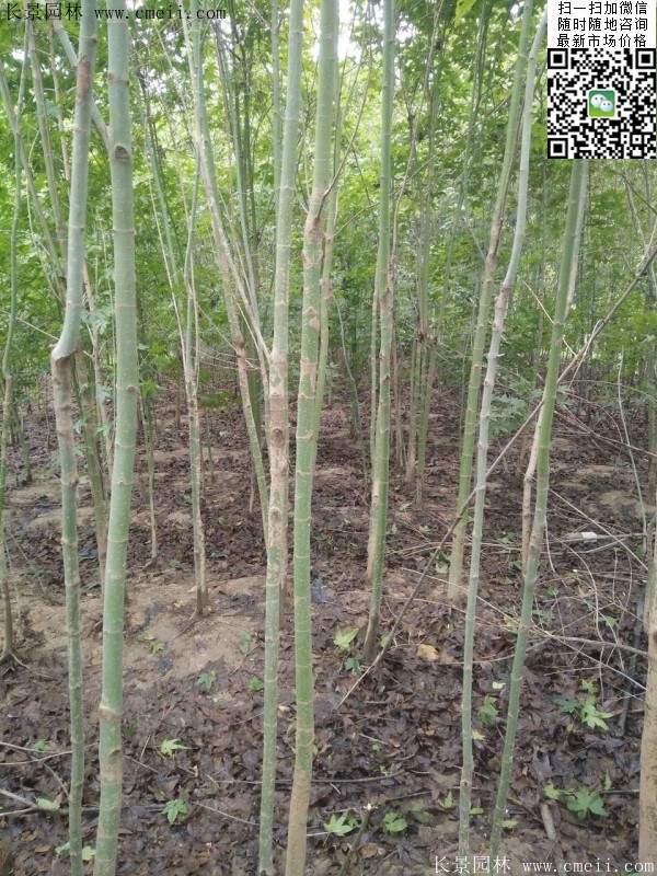 青楓樹(shù)價(jià)格